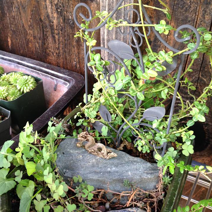Thumbnail for Dwarf Wintercreeper Garden.