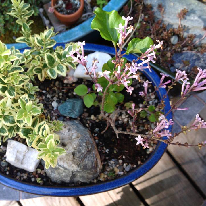 Thumbnail for Lilac and Boxwood Garden.