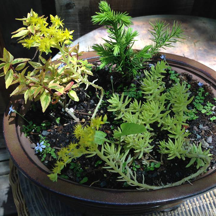 Thumbnail for Red Cedar and Angelina Garden.