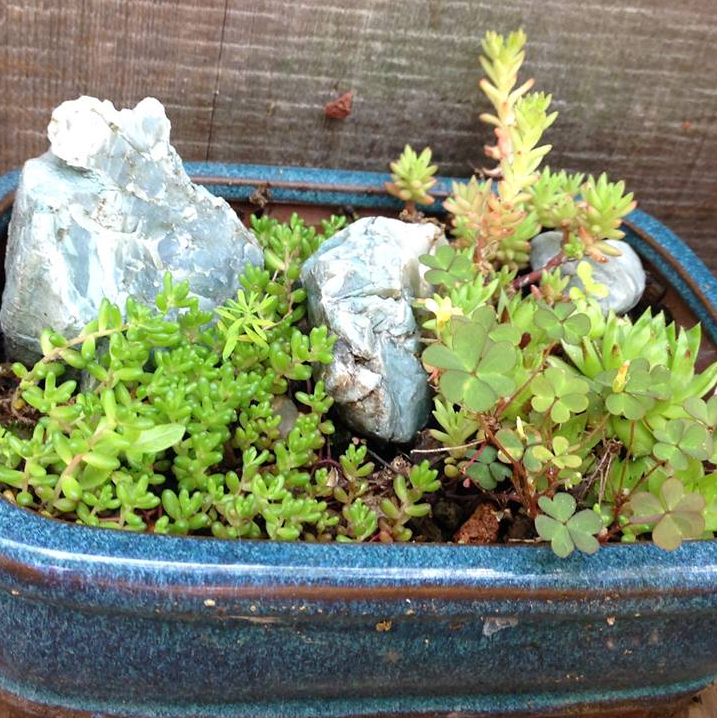 Thumbnail for Sedum Dasyphyllum Rollers and Faro-form Garden.