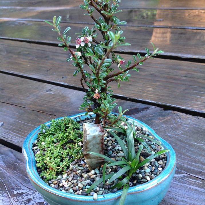 Thumbnail for Thyme Leaf Cotoneaster Garden.