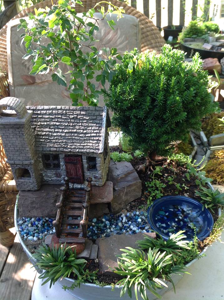 Thumbnail for Averys with Pittosporum Garden.