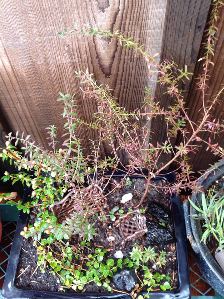 Image of Cotoneaster, Tea Tree and Partridgeberry Garden.