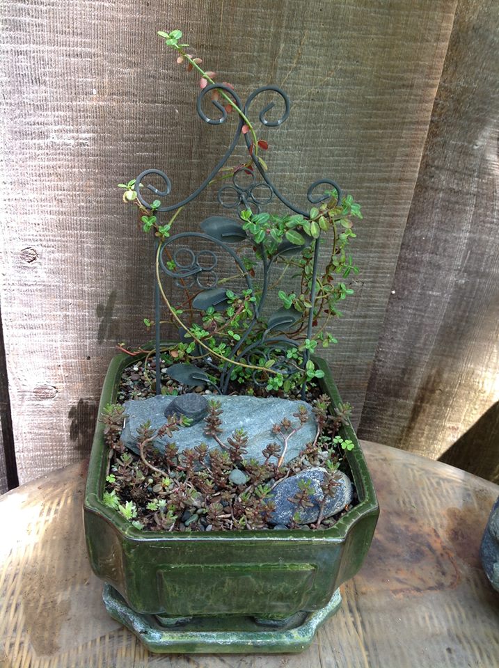 Image of Dwarf Wintercreeper Garden.