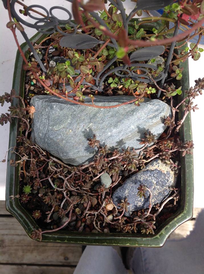 Image of Dwarf Wintercreeper Garden.