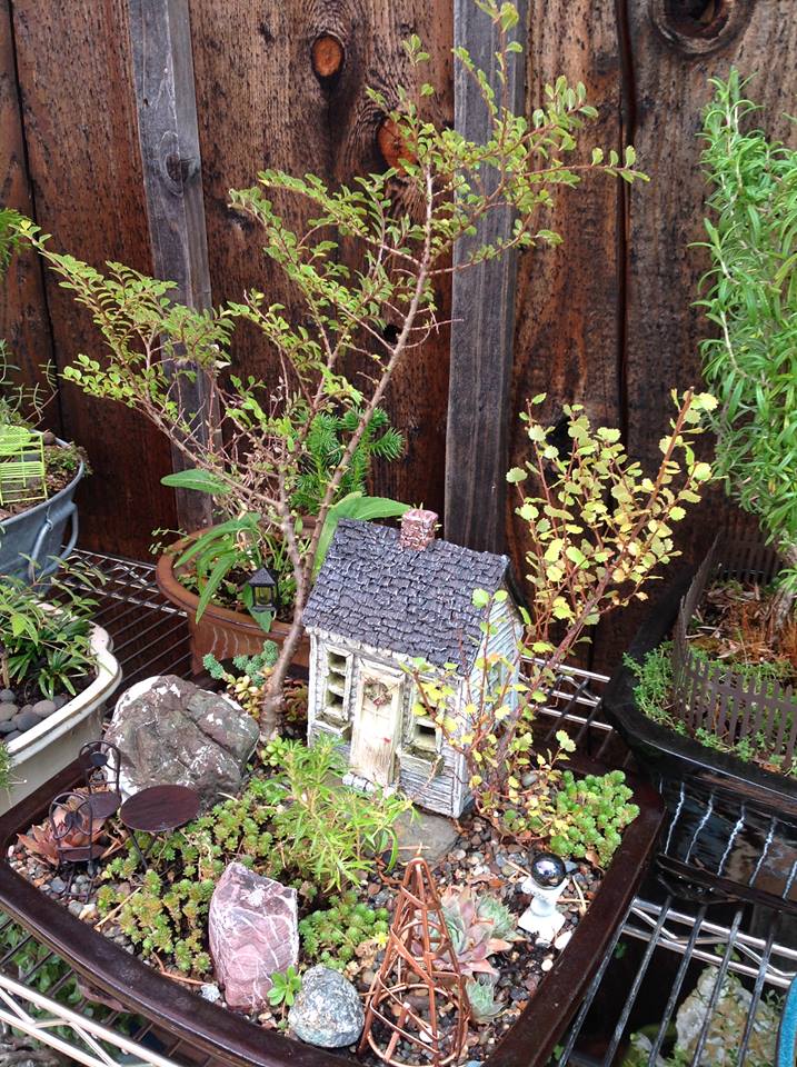 Image of Elm, Birch, and Andromeda Garden.