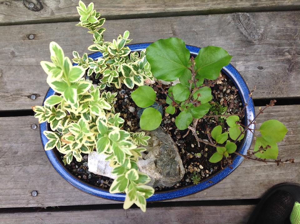 Image of Lilac and Boxwood Garden.