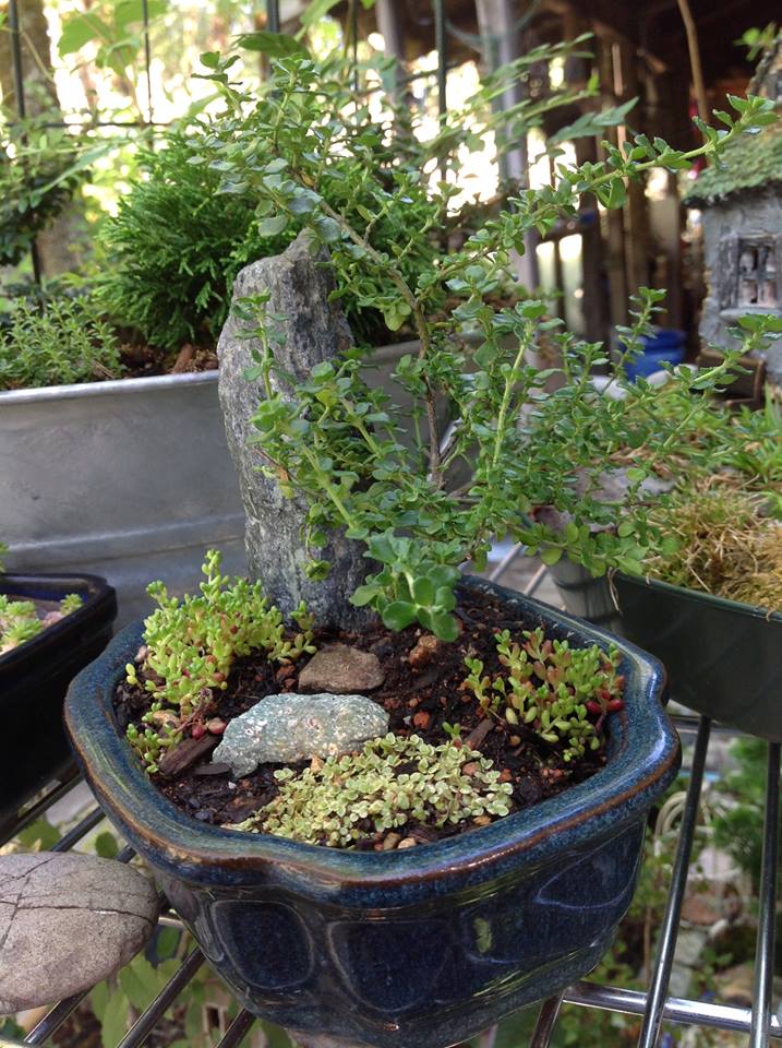 Image of Mint Bush Garden.