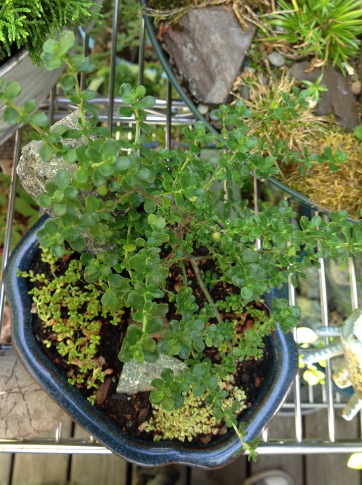 Image of Mint Bush Garden.