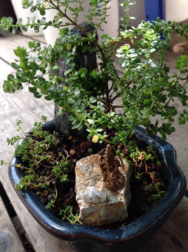 Thumbnail for Mint Bush Garden.