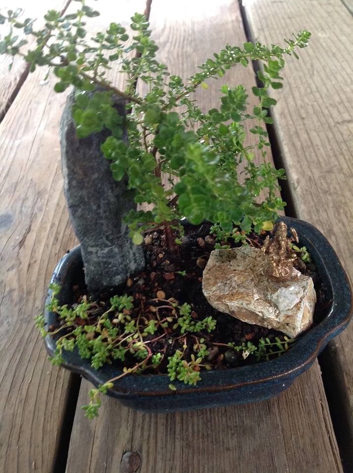 Thumbnail for Mint Bush Garden.