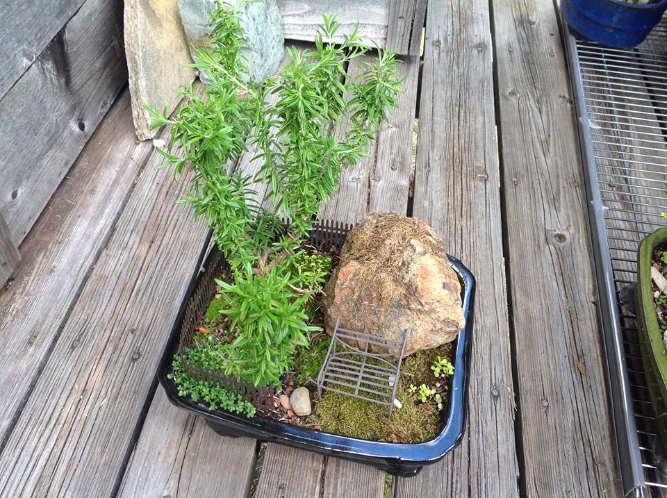 Image of Rock and Rosemary Garden.
