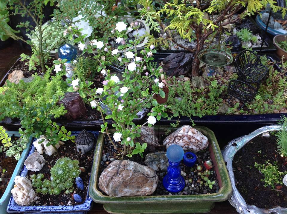 Image of Serissa with Cobweb Houseleek Garden.