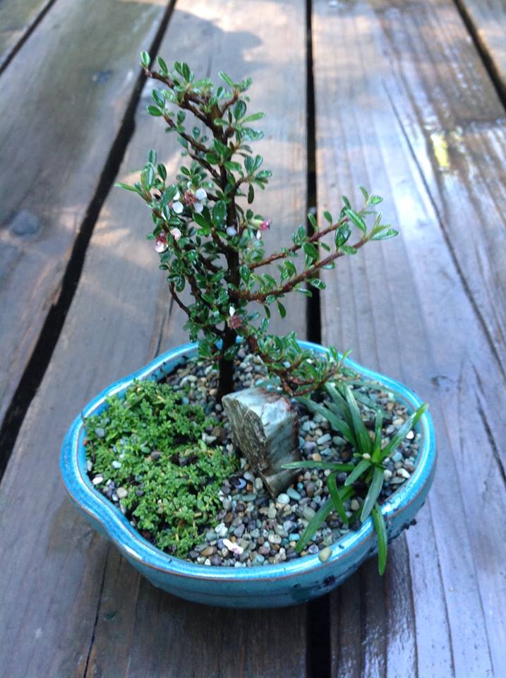 Image of Thyme Leaf Cotoneaster Hut Garden.