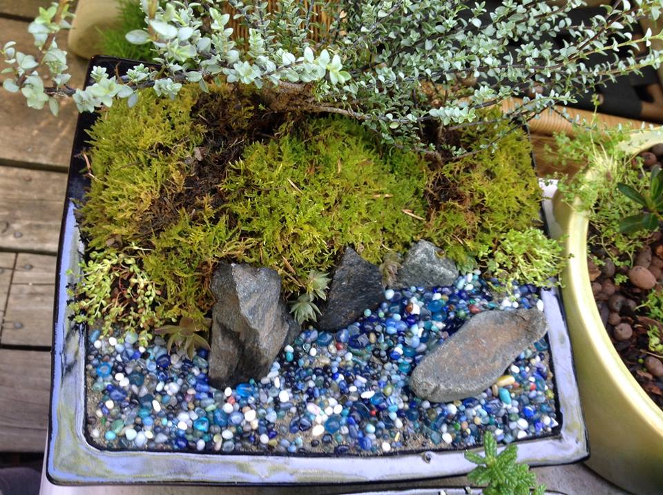 Image of Windswept Oceanside Garden.
